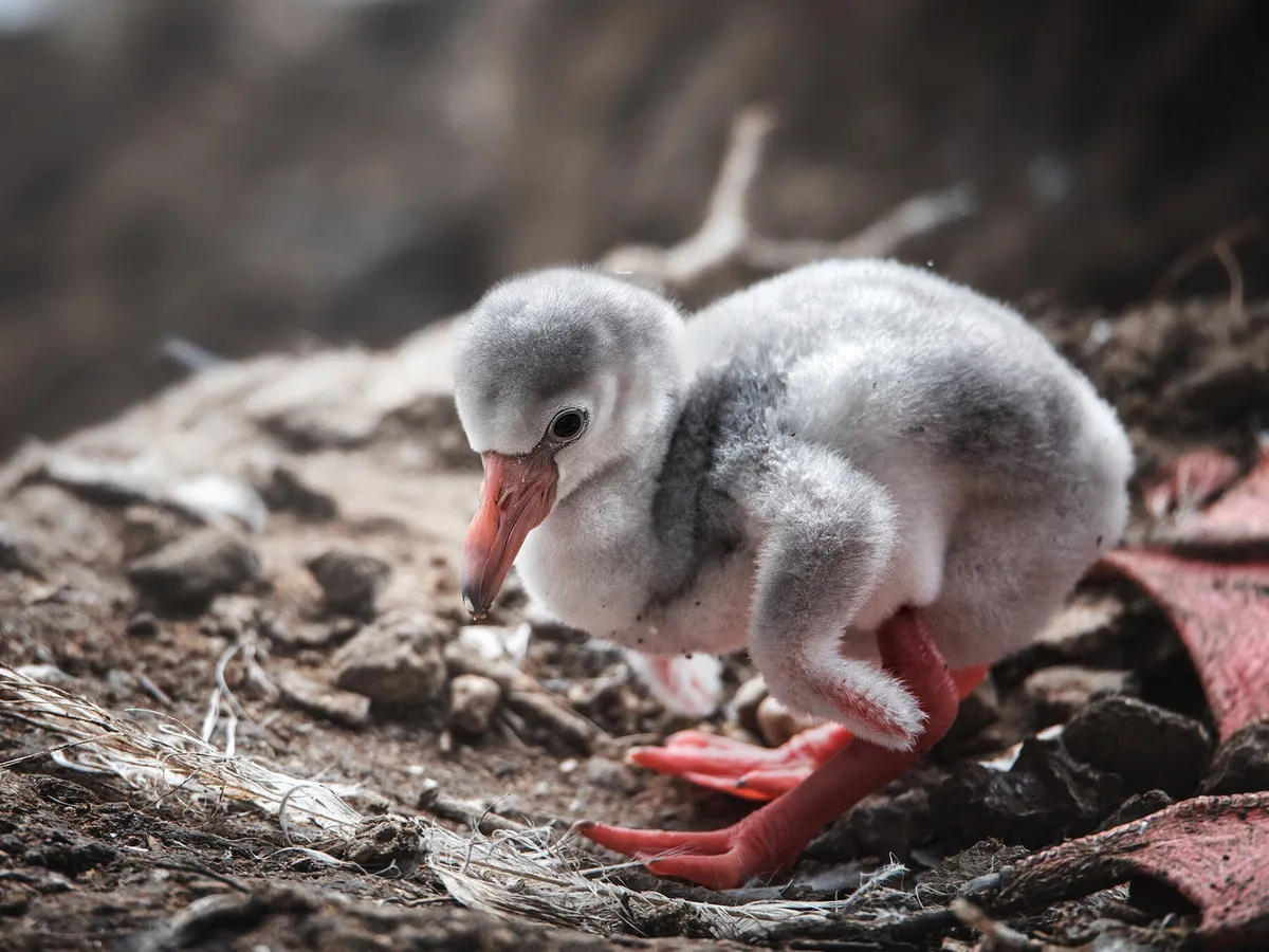 Baby Flamingos: Everything You Need To Know (with Pictures)