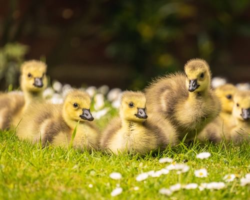 Baby Geese (Goslings): Complete Guide with Pictures