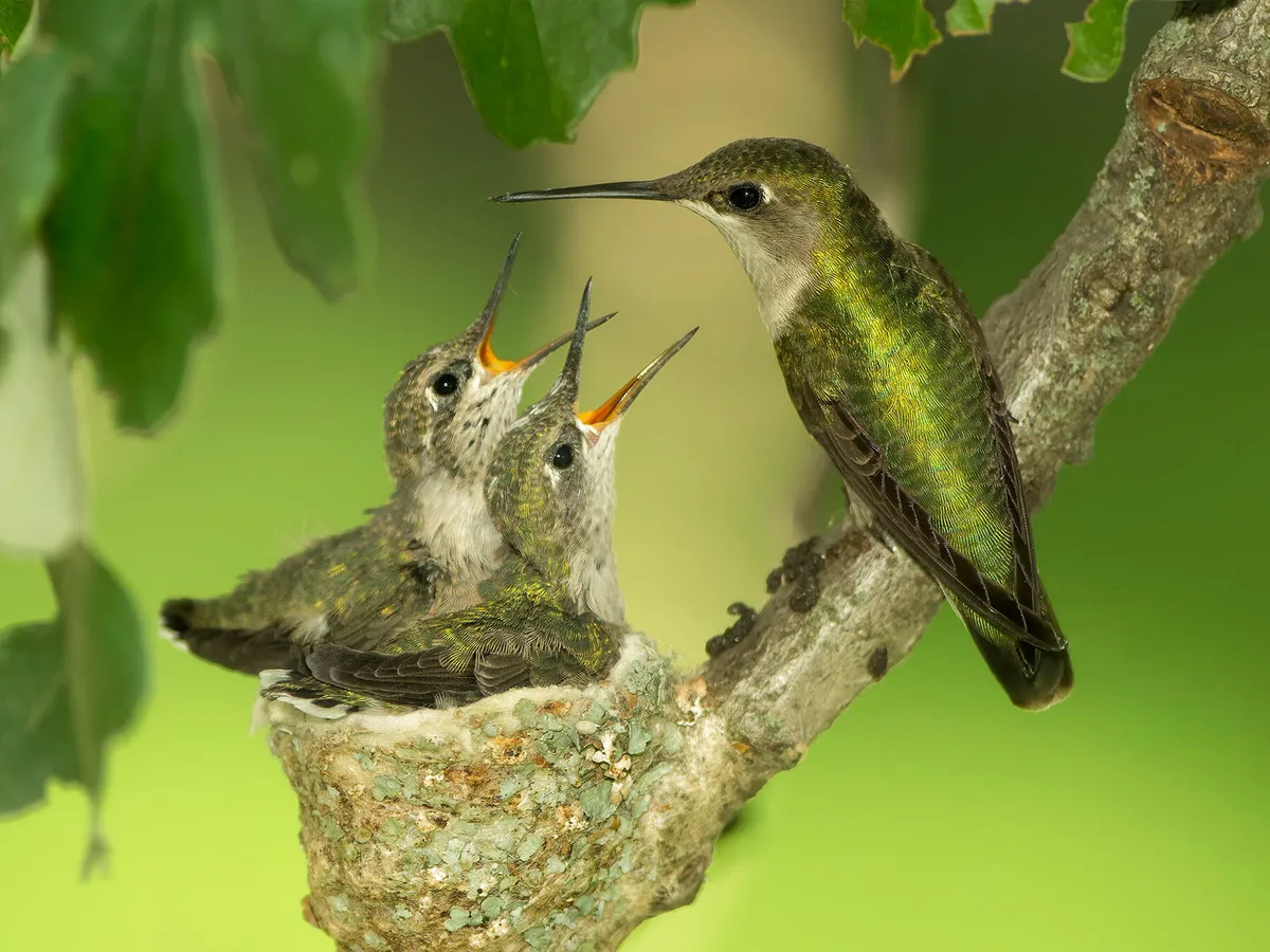 How Big are Hummingbird Eggs And Babies 