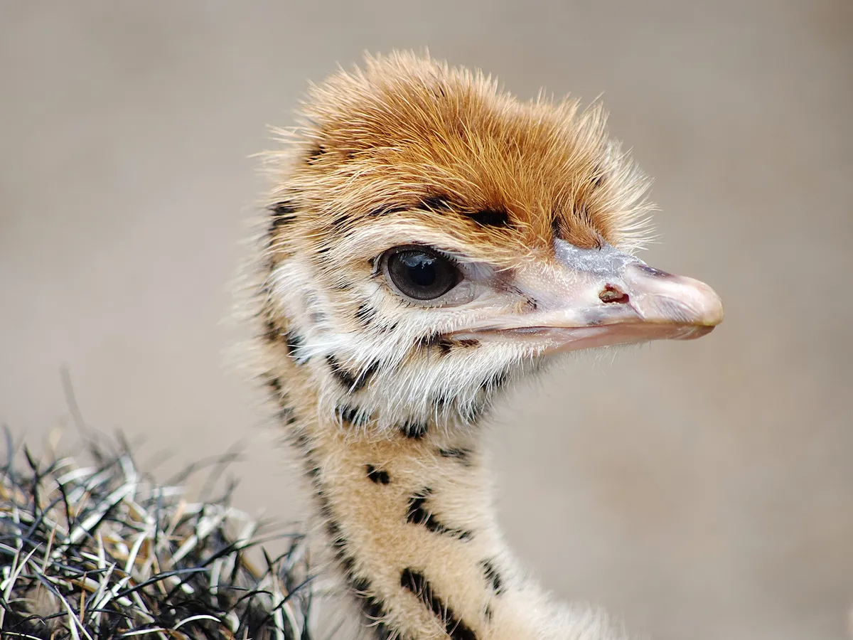 Baby Ostriches: All You Need to Know (with Pictures)