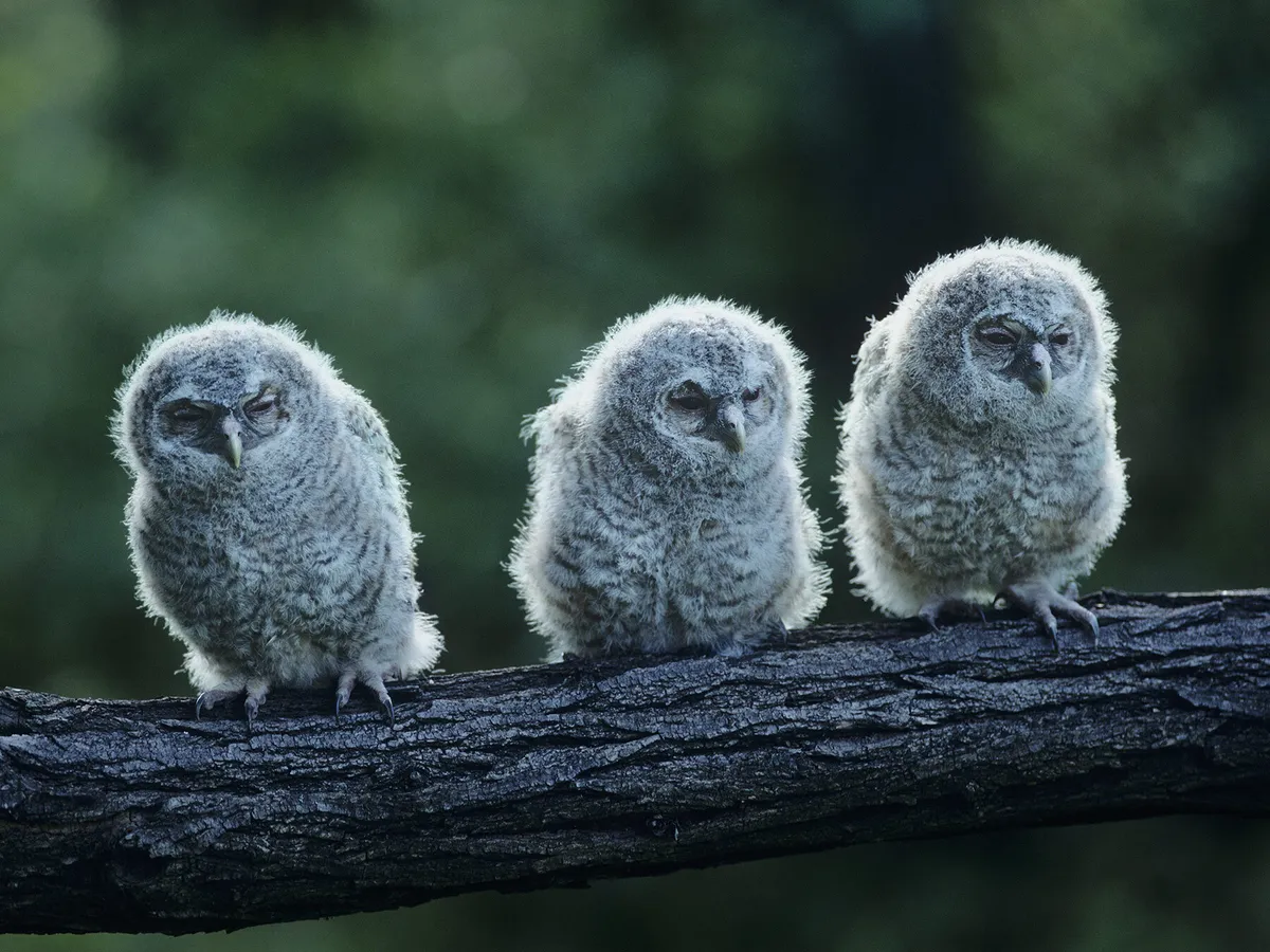 What Do Baby Owls Look Like 