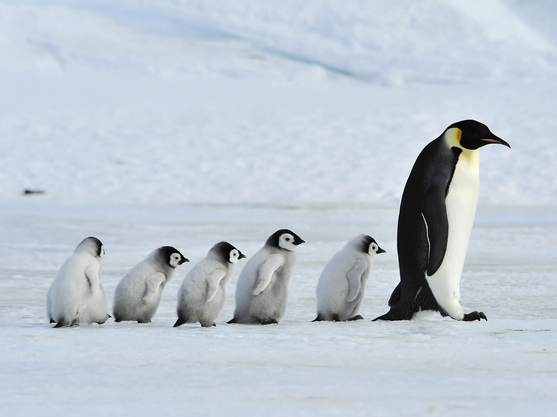 Baby Penguins: Ultimate Guide (with Pictures)
