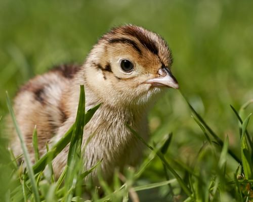 Baby Pheasants: All You Need To Know (With Pictures)