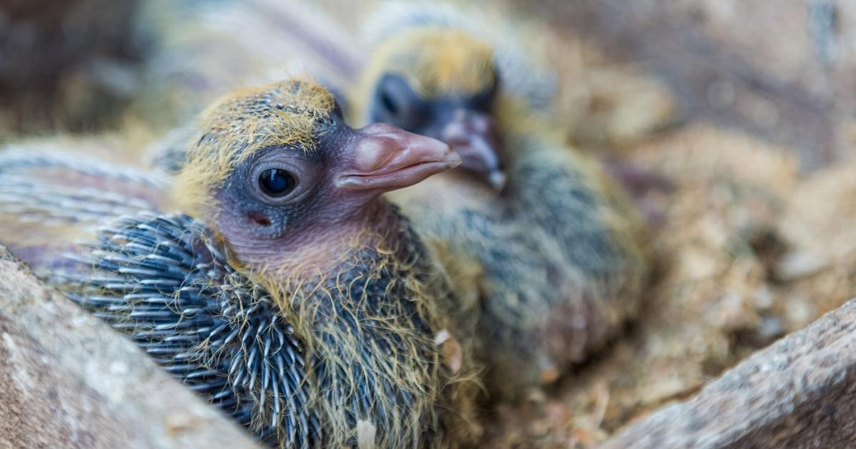 What Do Baby Pigeons Eat? 
