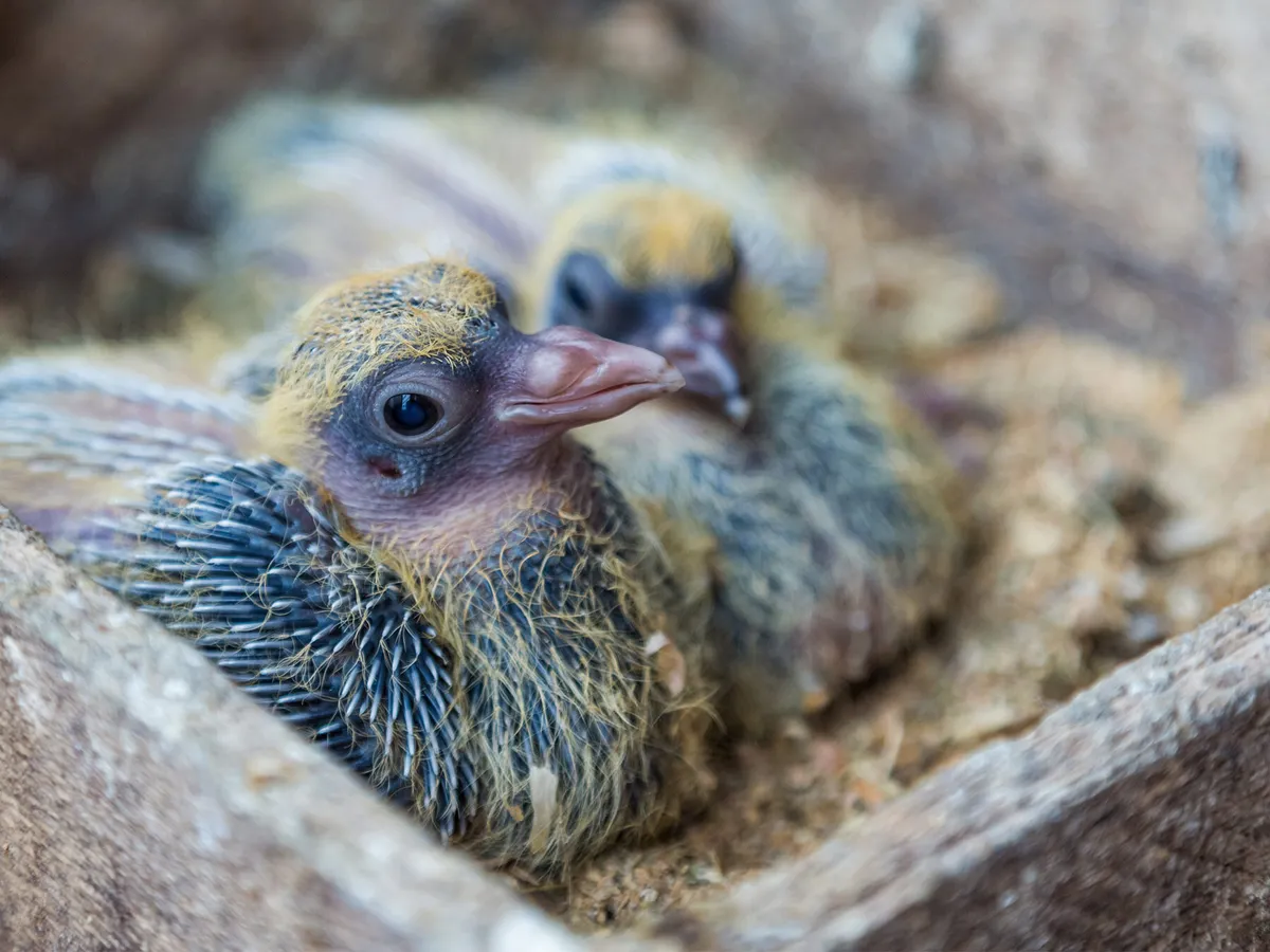 Baby Pigeons: All You Need To Know (With Pictures)