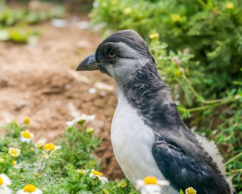 Baby Puffins (Pufflings) (Complete Guide with Pictures)
