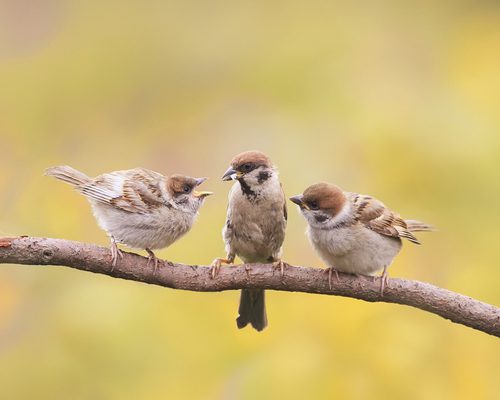 Baby Sparrows: All You Need To Know