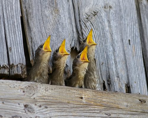 Baby Starlings: All You Need To Know