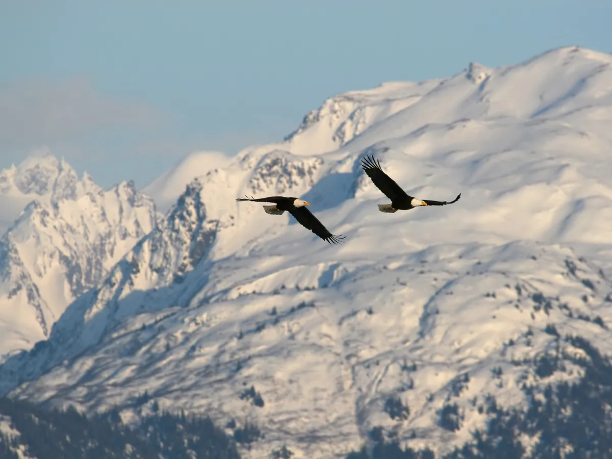 A pair of Bald Eagles soaring in the mountains