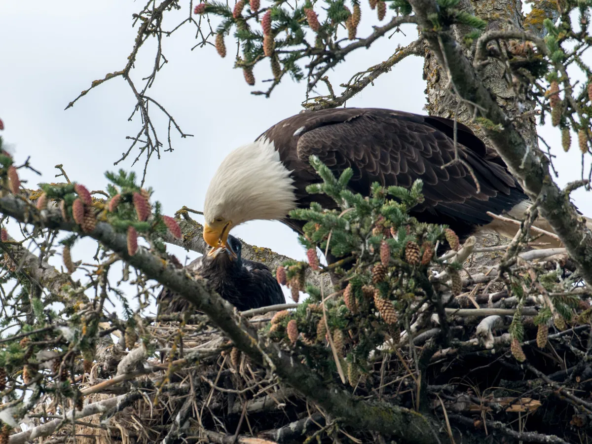 Baby Eagles: All You Need To Know (with Pictures) | Birdfact