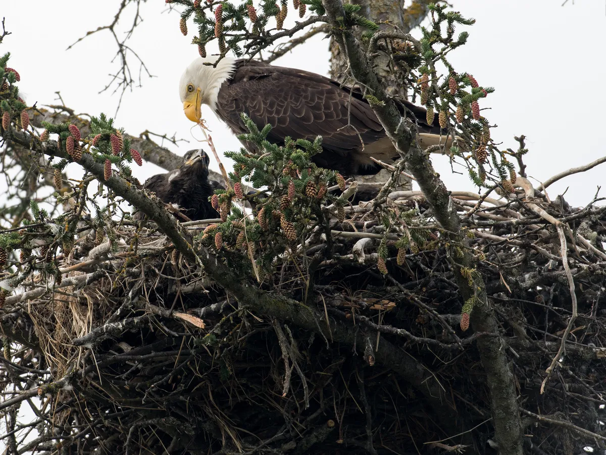 Adult Bald Eagle feeding young chick in the nest