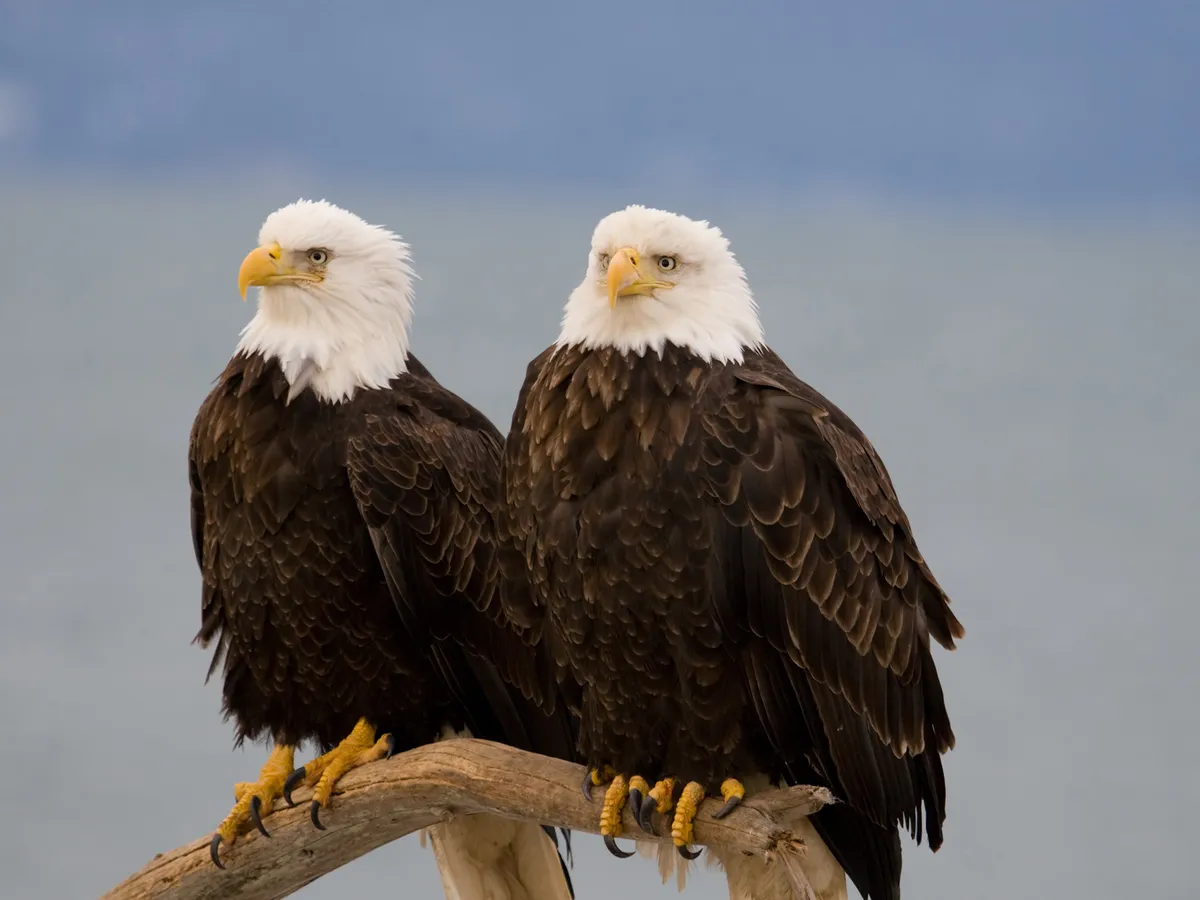 Generally speaking, Bald Eagles are monogamous, and bonded pairs mate for life