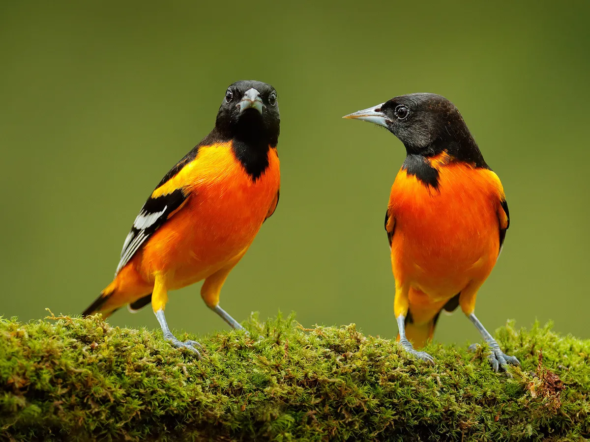 A pair of perched Baltimore Orioles