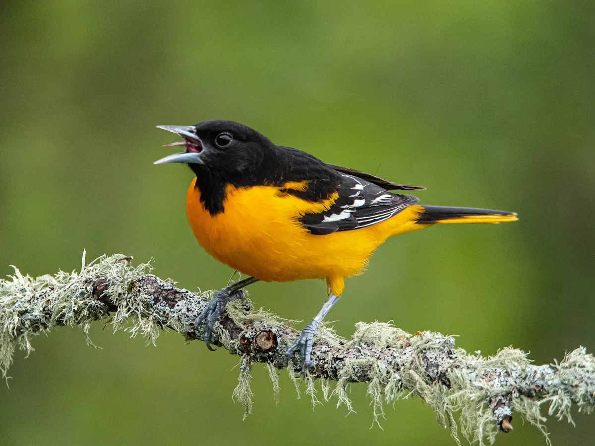 A Baltimore Oriole singing