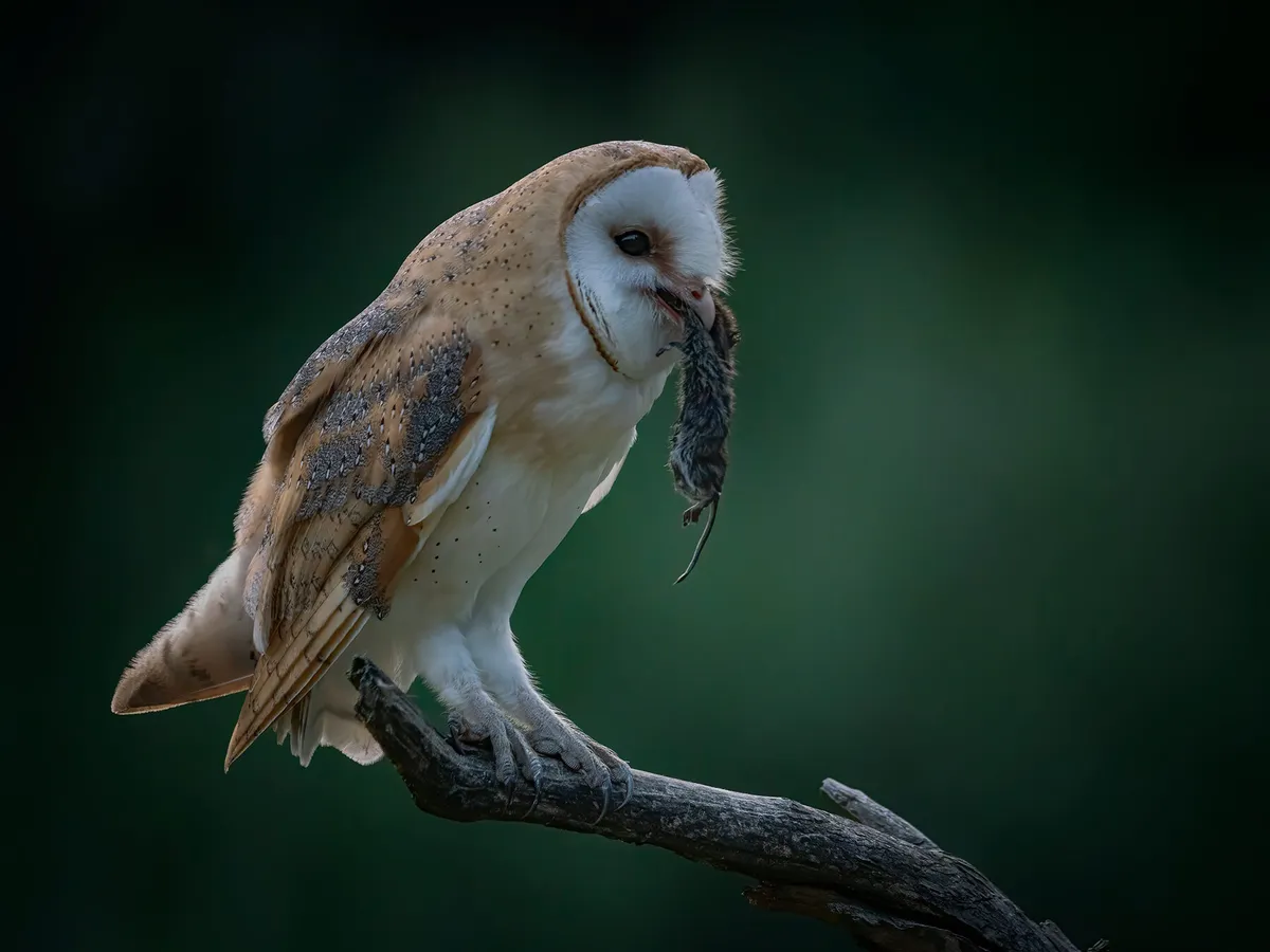 What Do Barn Owls Eat? (Complete Guide) | Birdfact