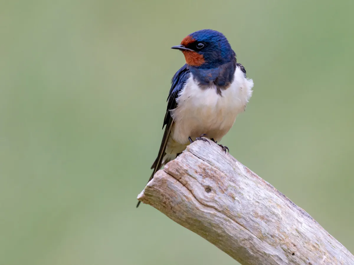 Barn Swallow Migration: A Complete Guide