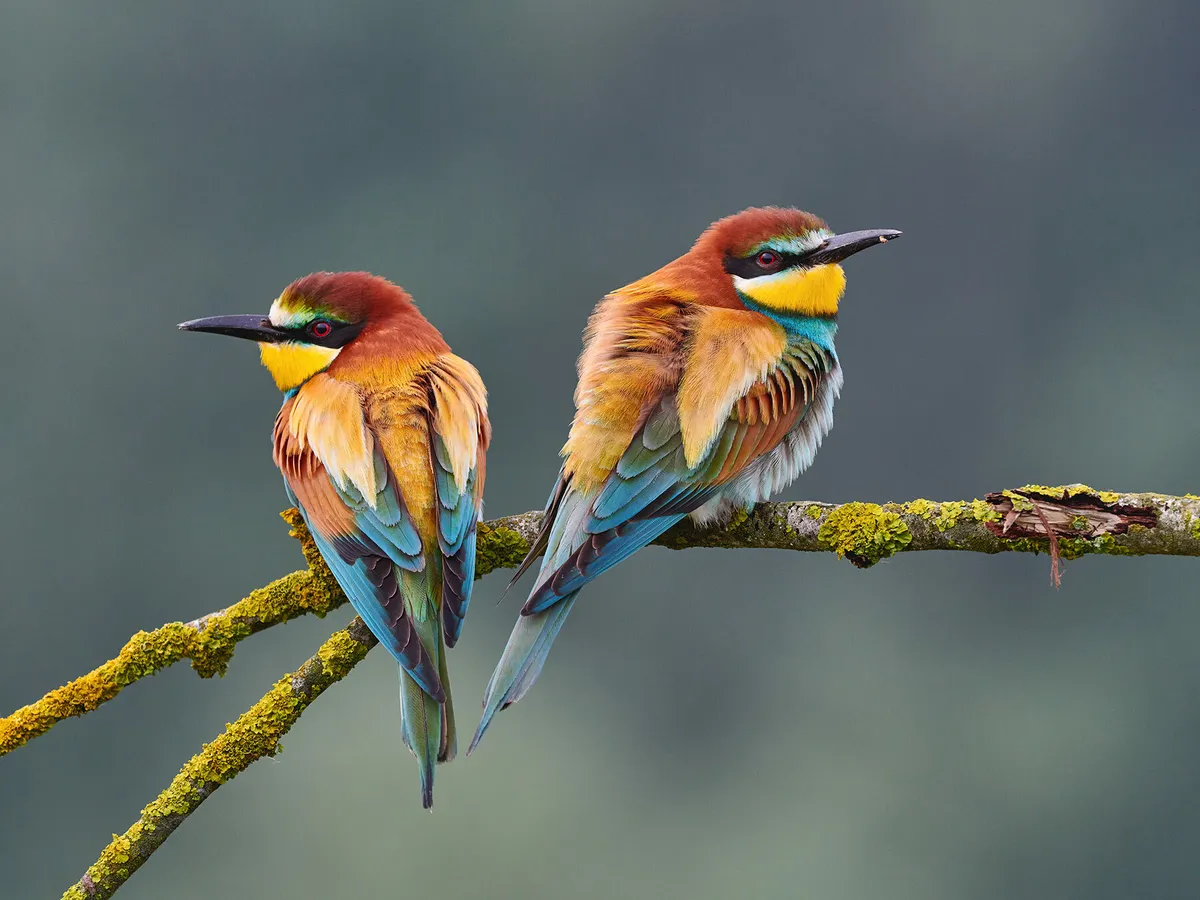 European Bee Eater Bird Facts (Merops apiaster) | Birdfact