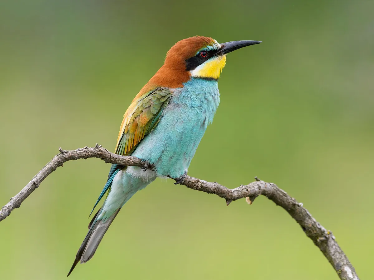 It should come as no surprise that Bee-Eaters eat bees as part of their diets