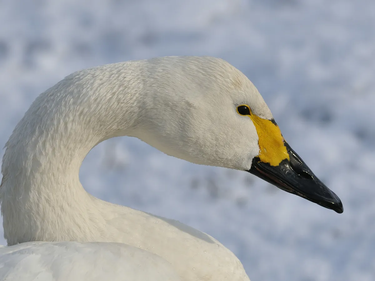 Bewicks swan close up head