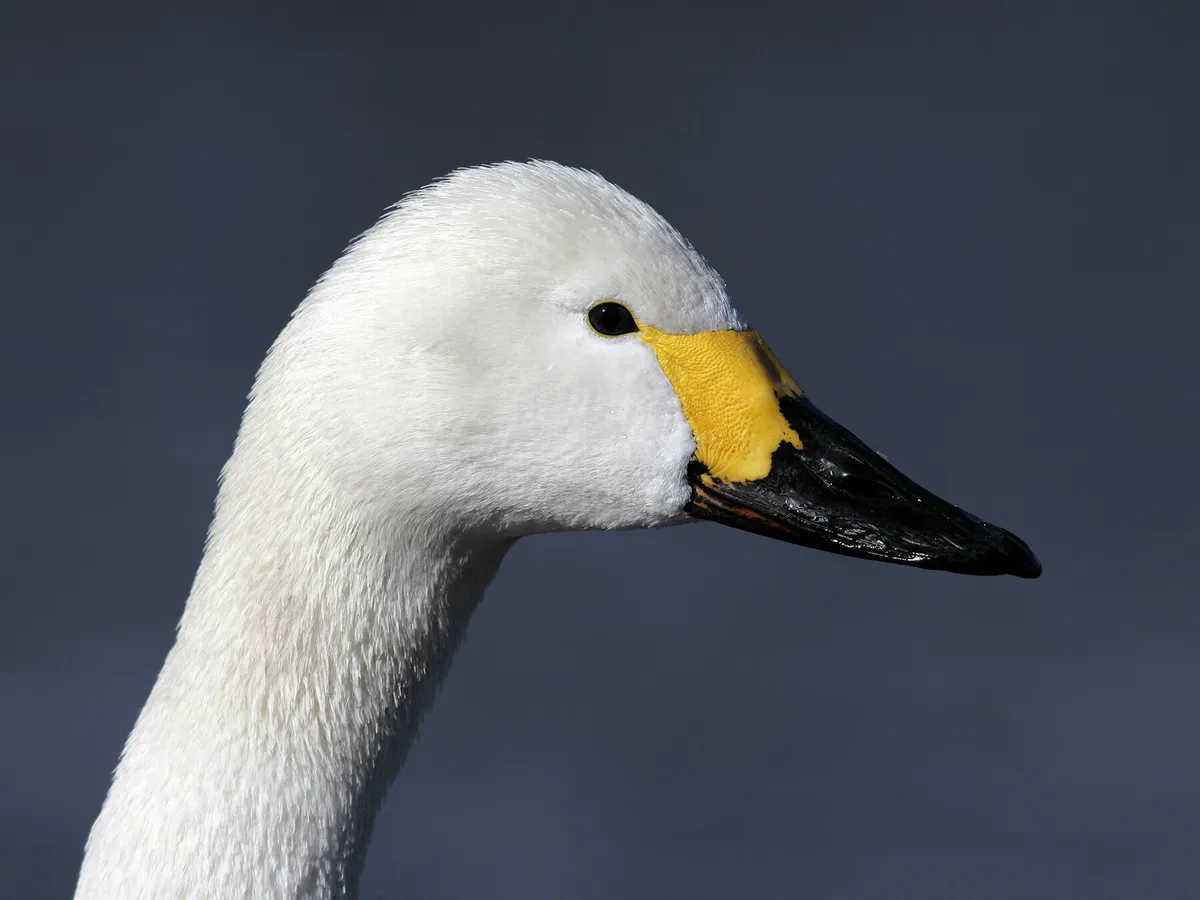 Bewicks swan close up