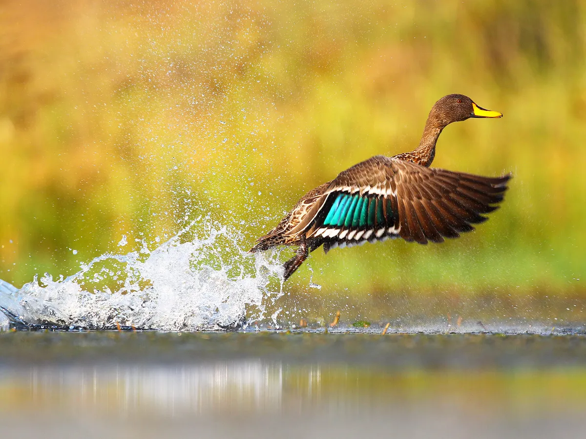 Yellow-billed duck taking off from water