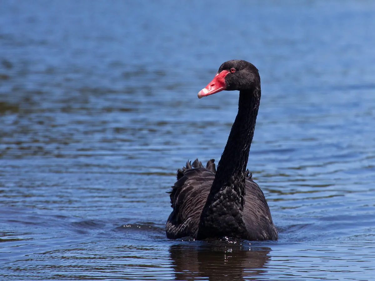 Black swan 1