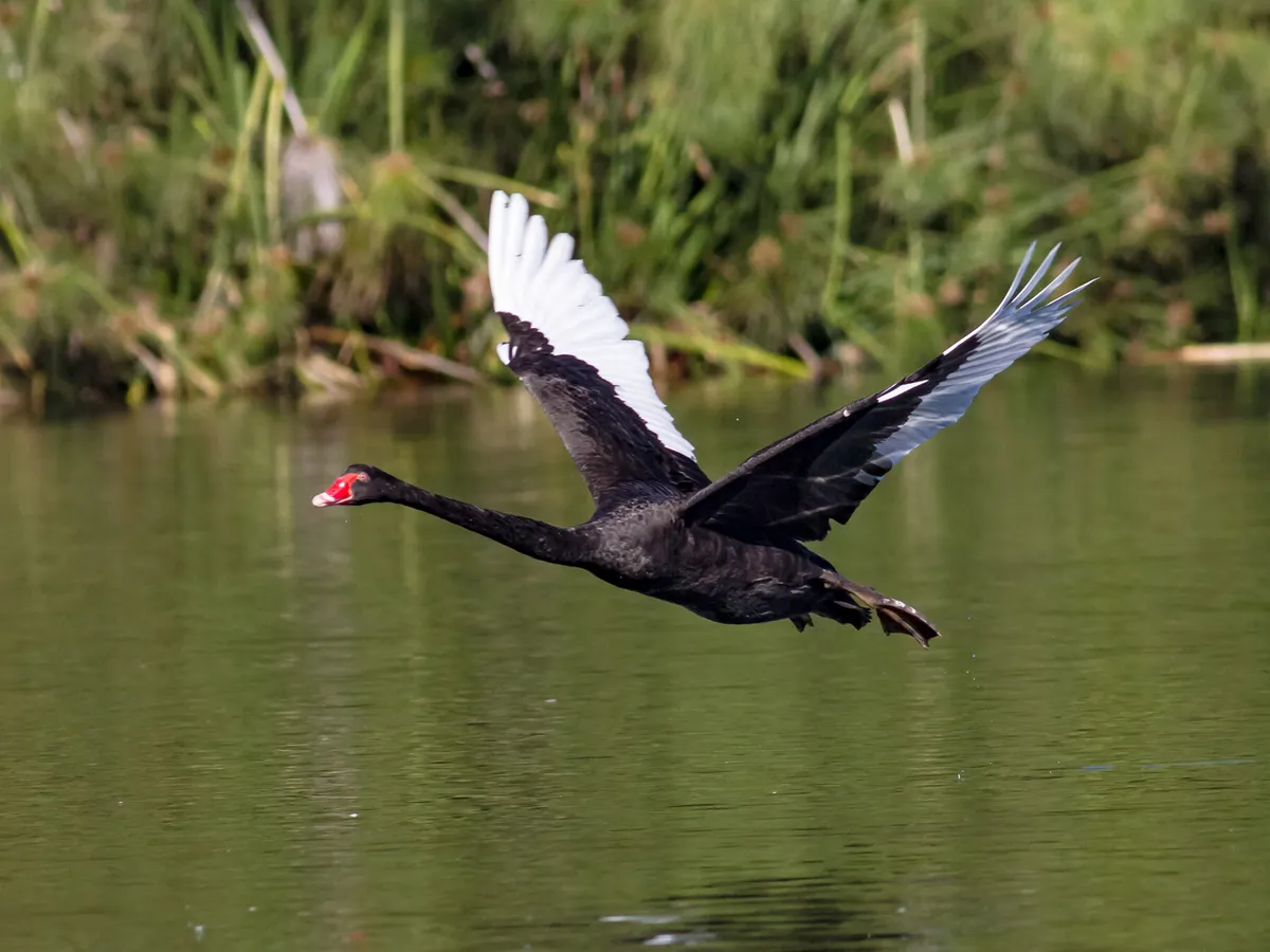 Black swan flight