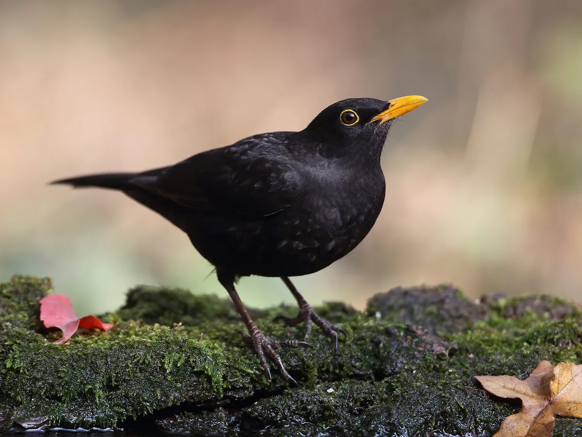 Blackbird Nesting: A Complete Guide