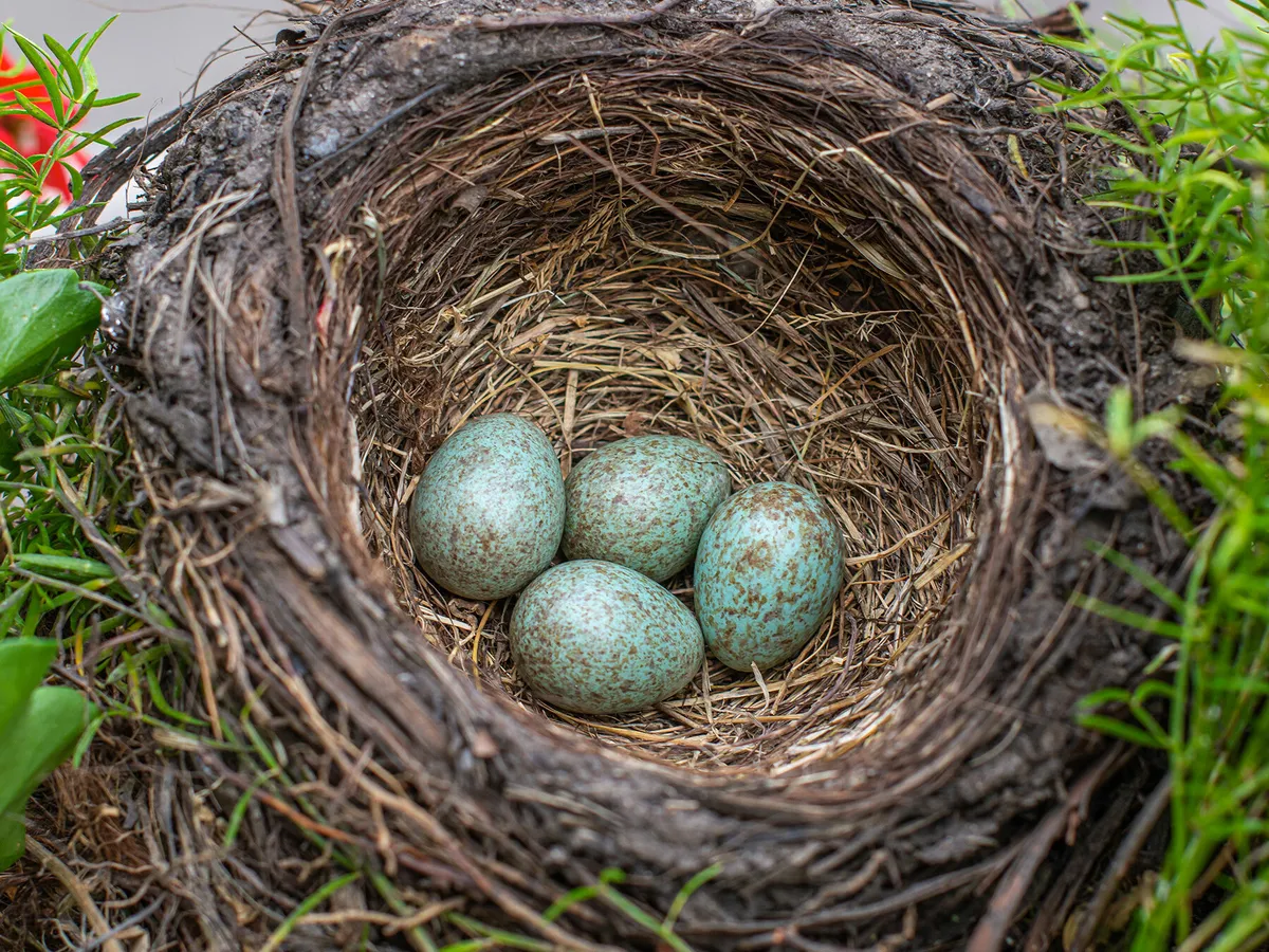 What Birds Have Blue Eggs? | Birdfact