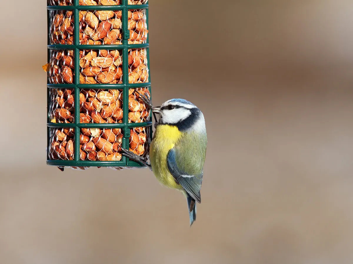 Blue Tit eating from a bird feeder