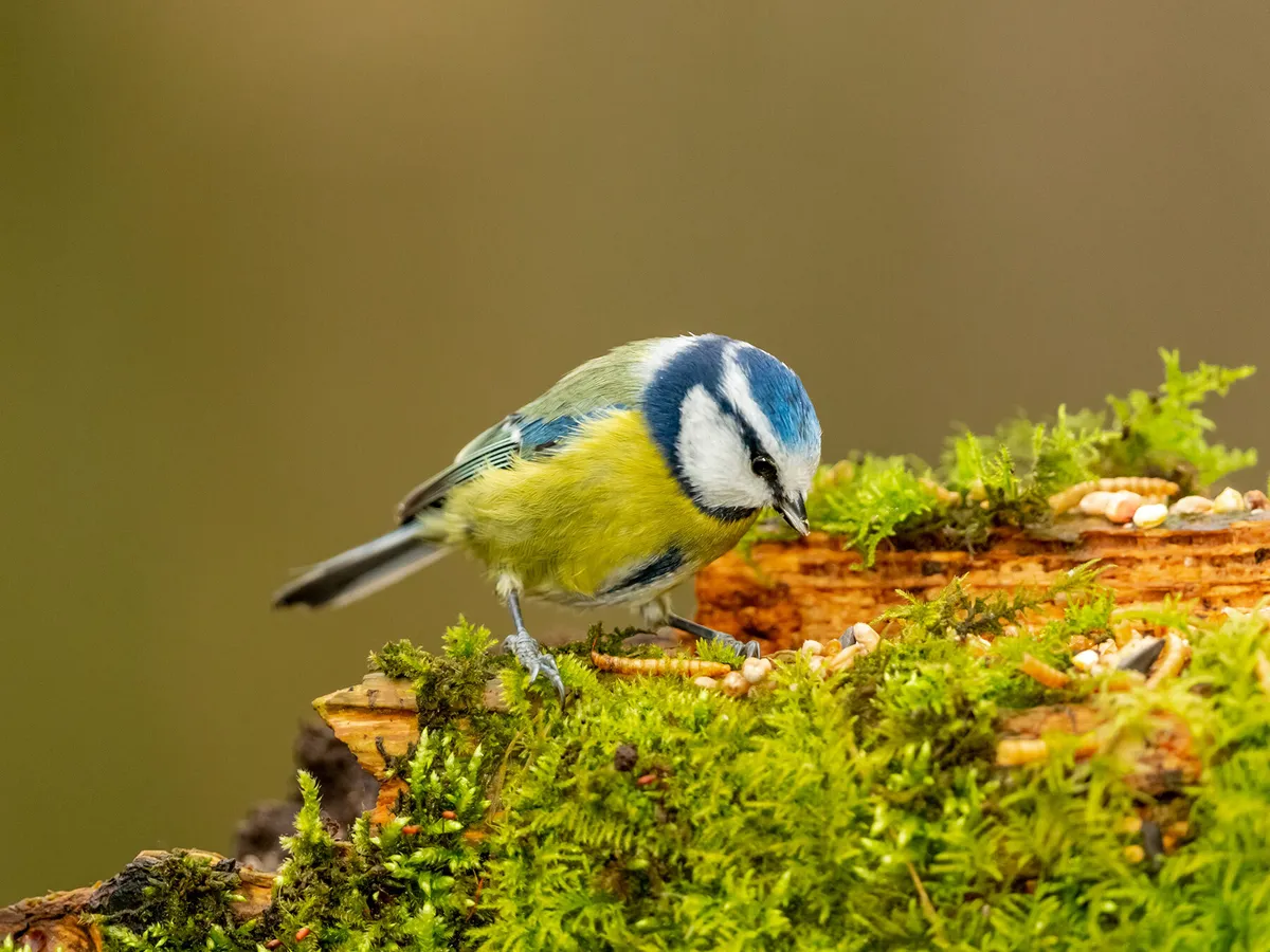 Blue Tit foraging for seeds and mealworms on a moss covered log