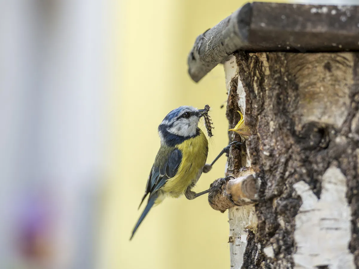 Blue Tit feeding its young caterpillars in the nest