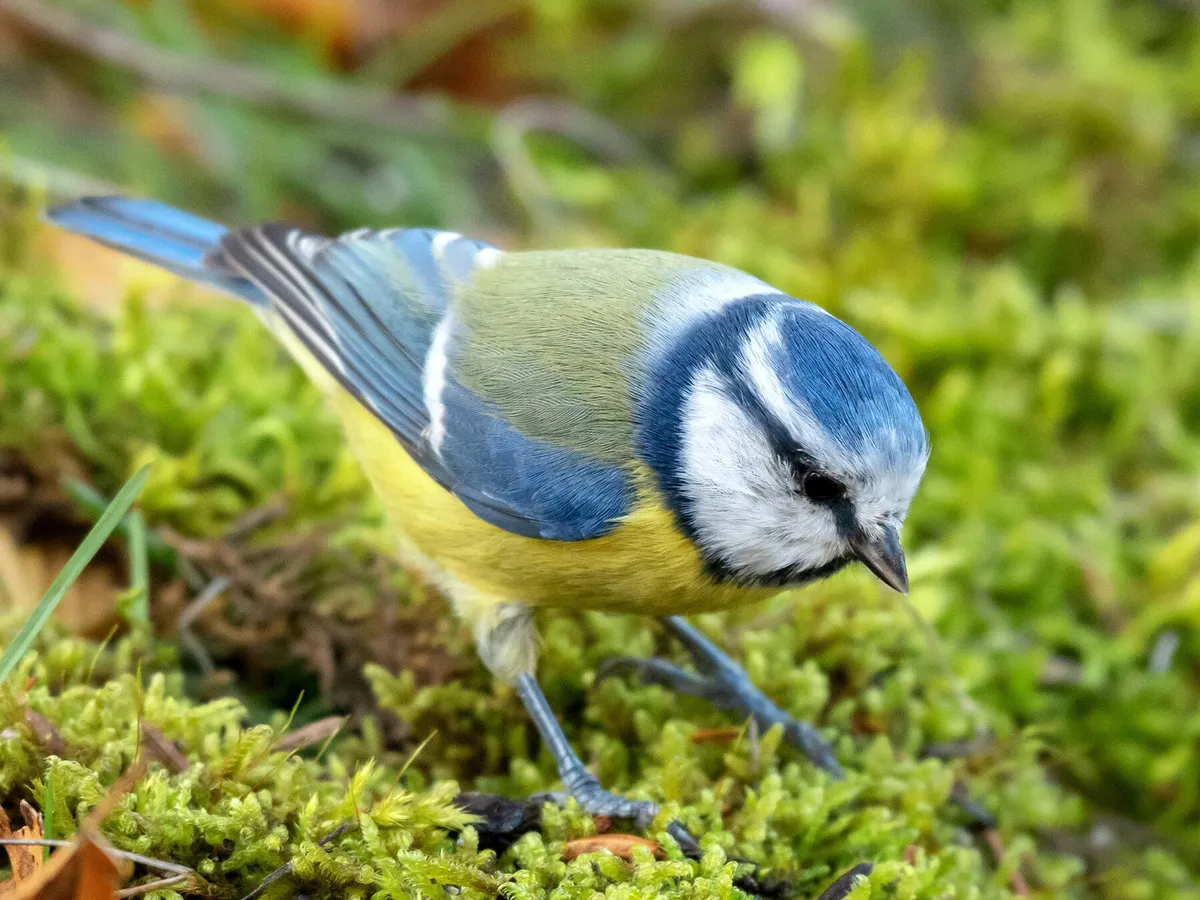 Blue Tit foraging for seeds on the ground