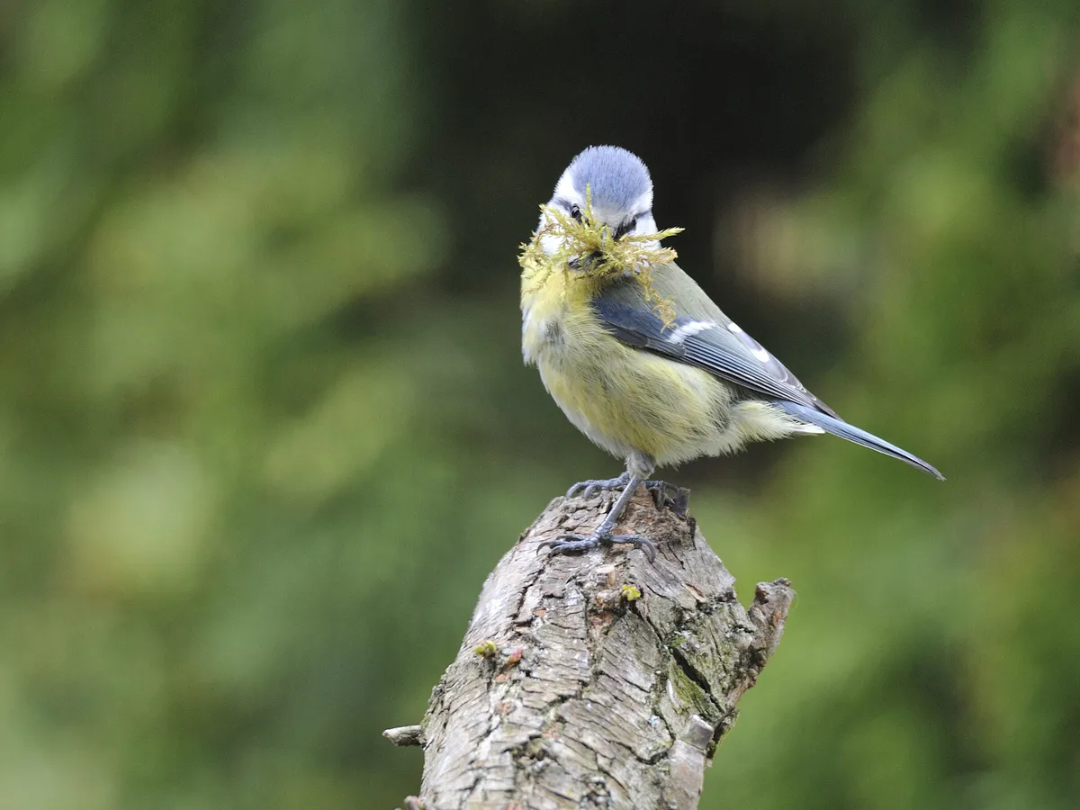 Blue Tit Nesting: A Complete Guide