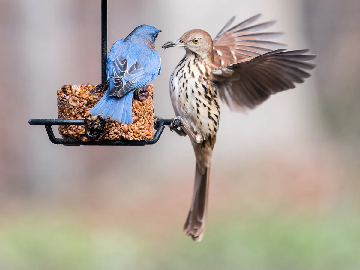 Bluebird and a Brown Thrasher at a bird feeder