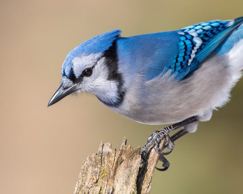 Bluebird or Blue Jay: What Are The Differences
