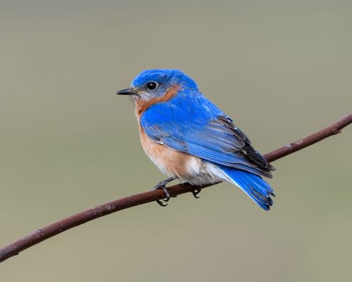 Bluebirds in North America (Complete Guide with Pictures)