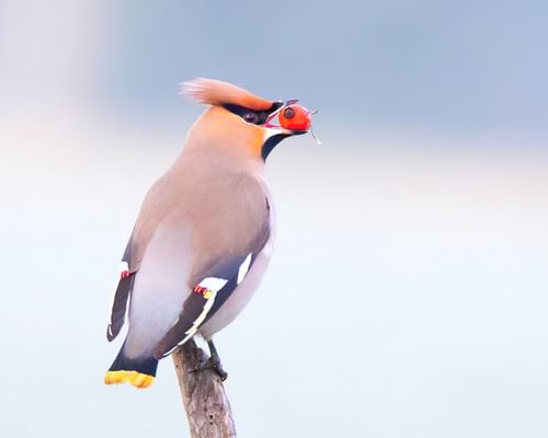 Bohemian Waxwing or Cedar Waxwing: What Are The Differences?