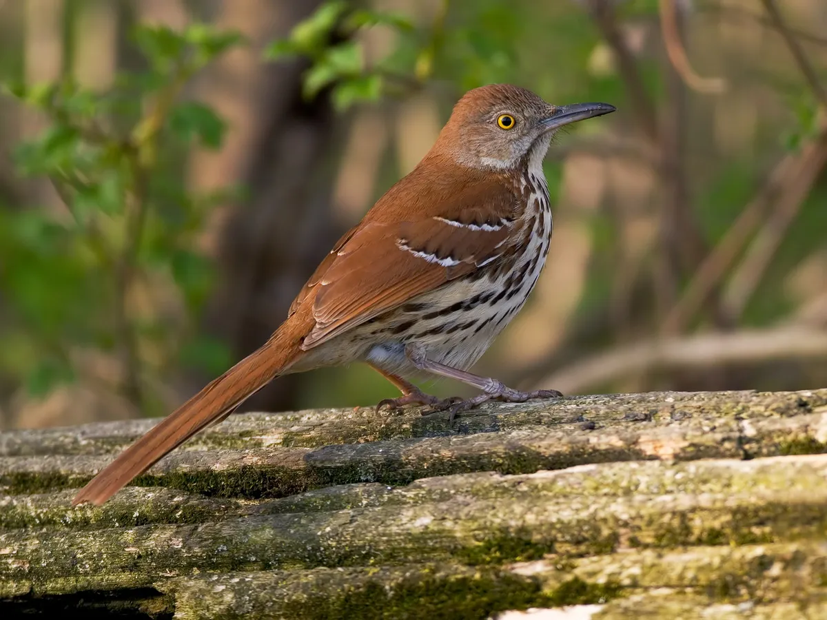 Close up of a Brown Thrasher perched on a log