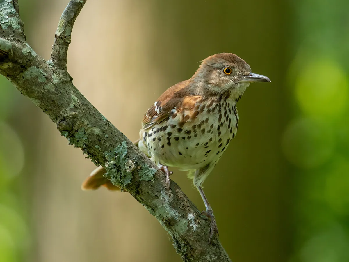 Both male and female Brown Thrashers share identical plumage