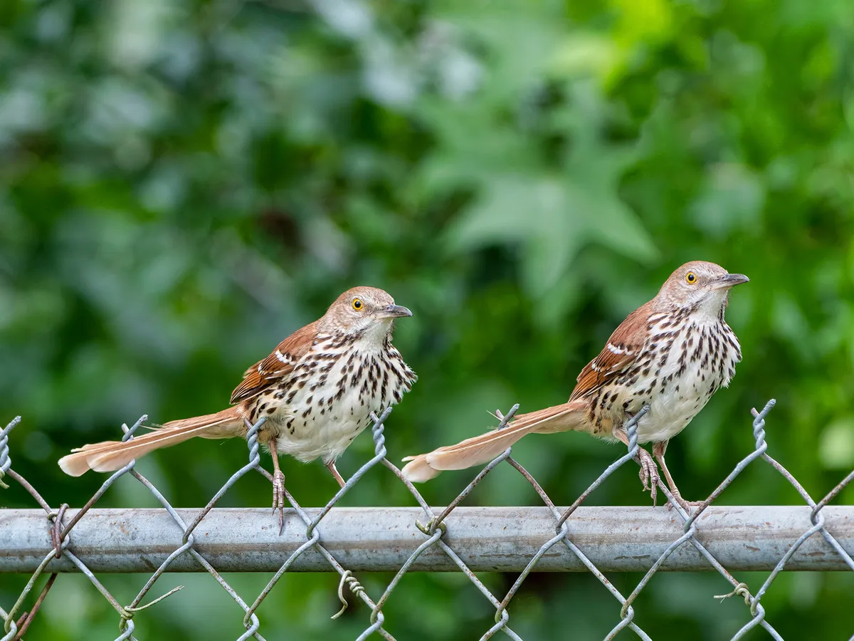 Pair of Brown Thrashers perched on a fence