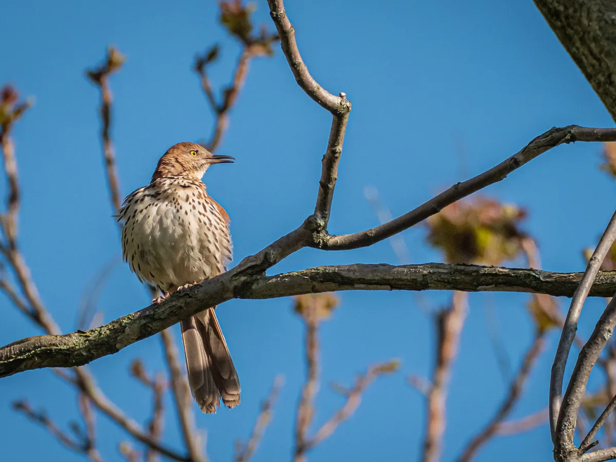 Brown Thrasher singing high up in a tree