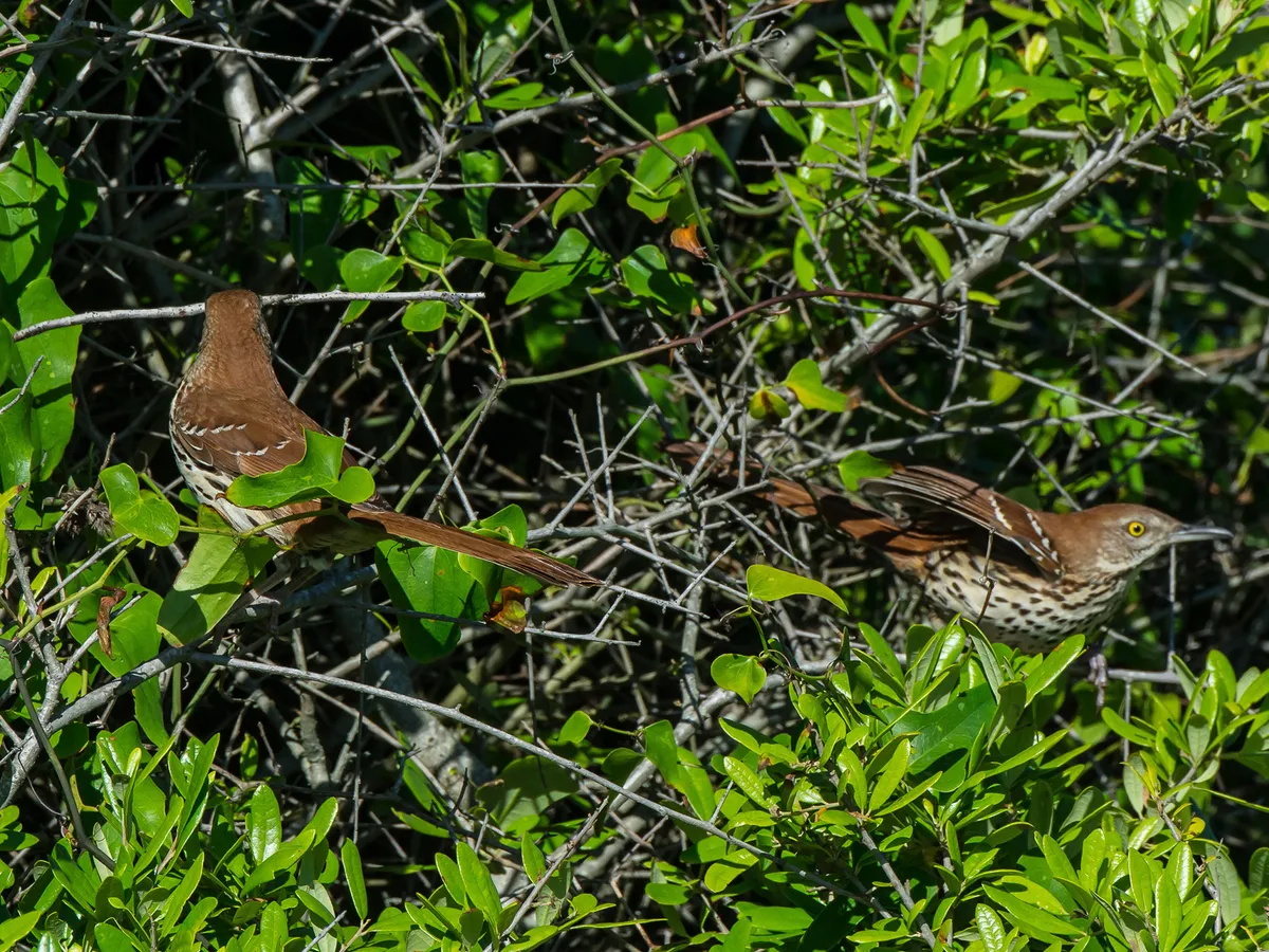 A pair of Brown Thrashers gathering sticks to build the nest