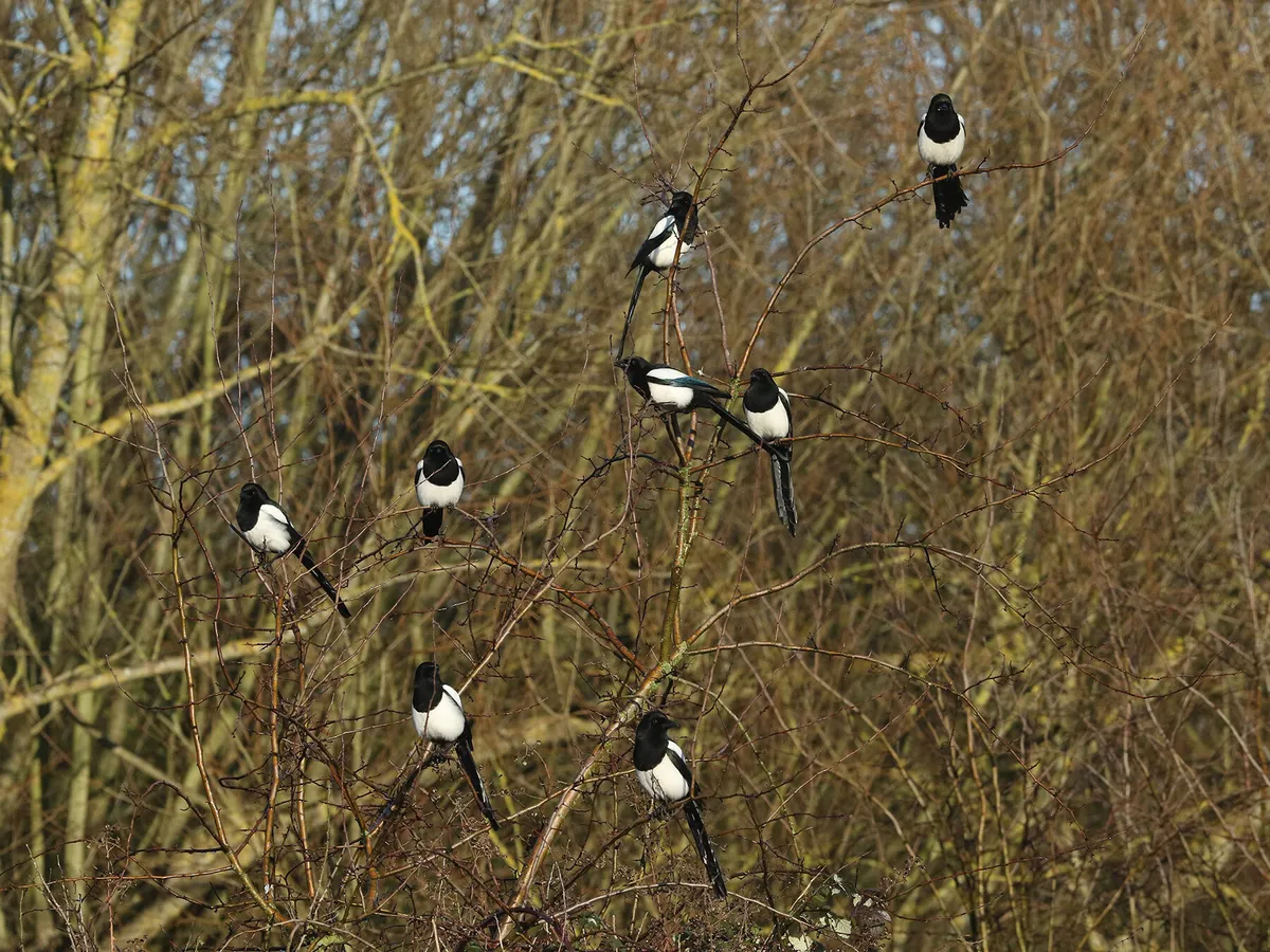 A bunch of magpies