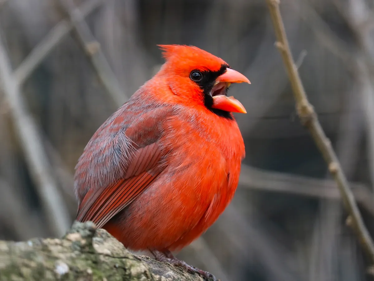 What is the State Bird of Indiana? (And Why?) | Birdfact