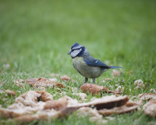 Can Birds Eat Bread? (All You Need To Know)