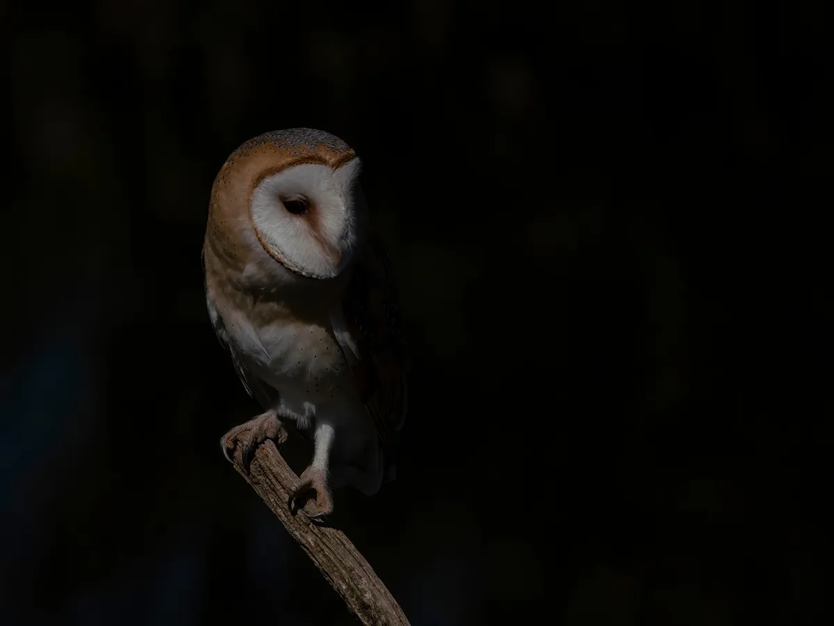 Can Birds See At Night? (All You Need To Know)