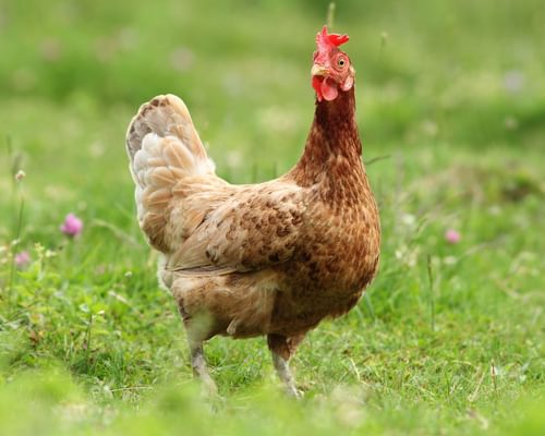 Can Chickens Swim? (All You Need To Know)
