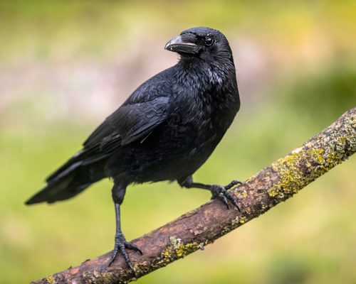 Can You Have A Crow As A Pet? (Costs, Legality + FAQs)
