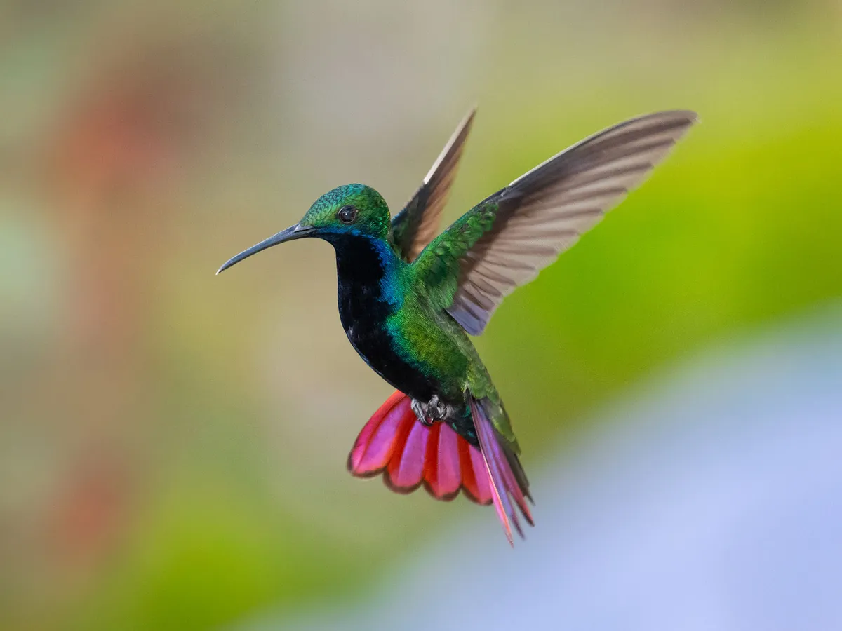 Can You Have A Hummingbird As A Pet? (Legality + FAQs)